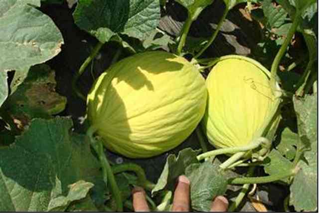 Yellow canary type melon 54-182 p4